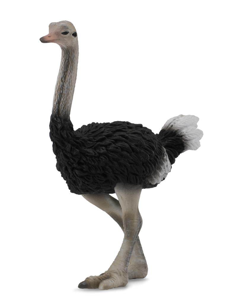 Struisvogel