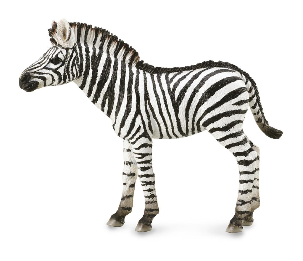 Zebra veulen